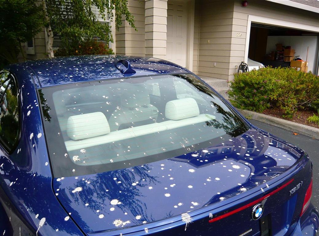 does bird poop damage car paint