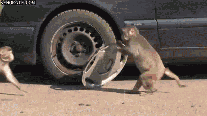 monkey steal car part
