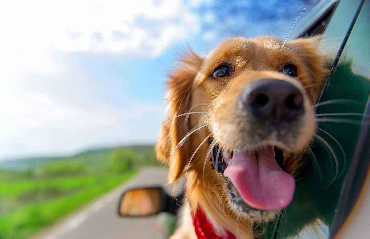 traveling with your dog