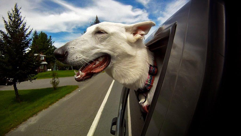 Putting body parts out of the car window effects your dogs 