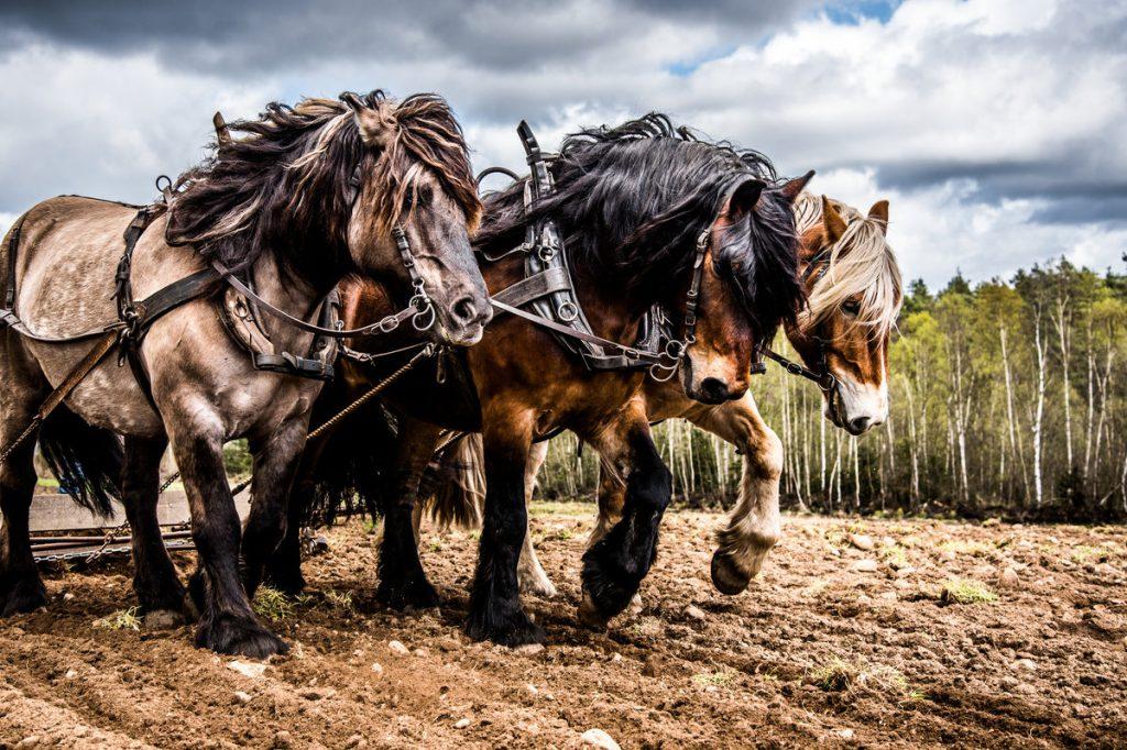 Horse power name history