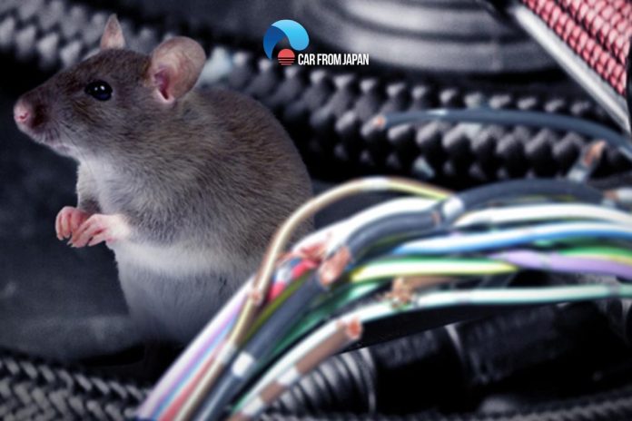 how to keep rodents out of car engine