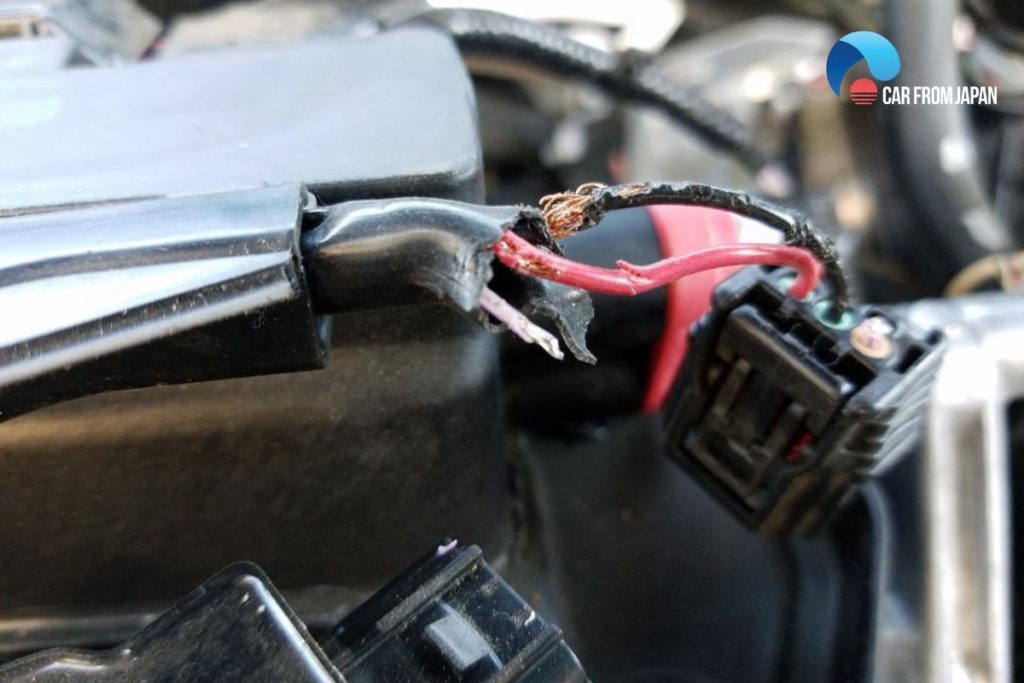 how to remove rat from car