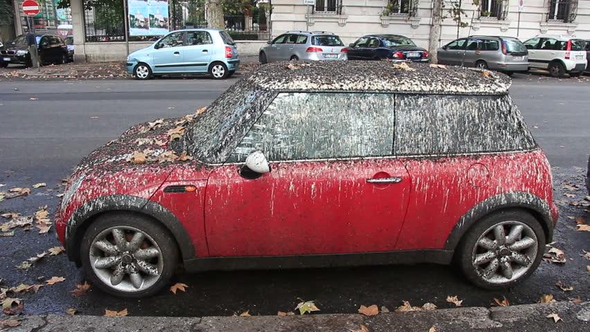 Here Is A Quick Cure For WHY DO BIRDS POOP ON RED CARS
