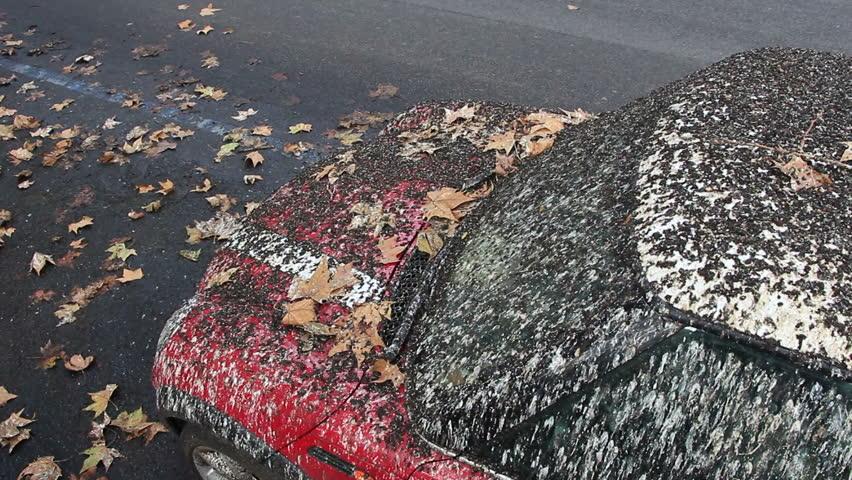 Why Do Birds Poop On Red Cars CAR FROM JAPAN
