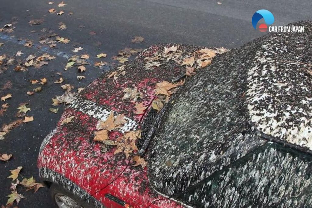 birds poop on red cars