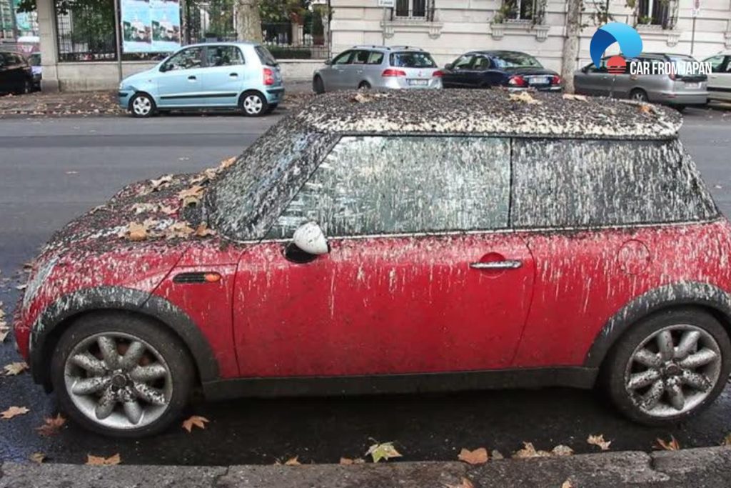 why do birds poop on red car