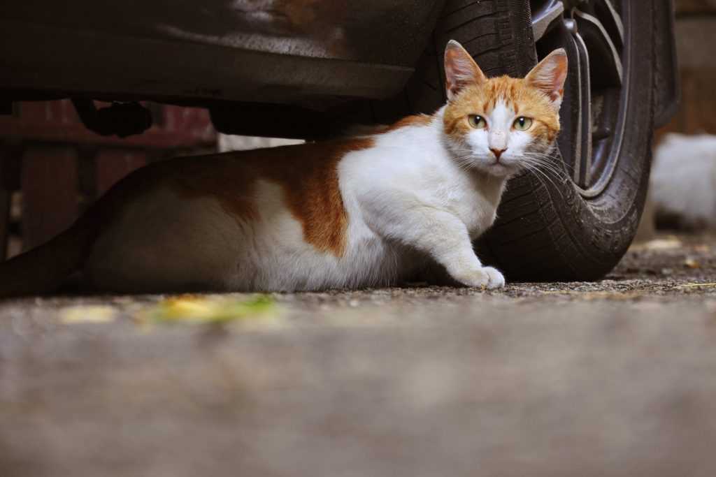 keep cat off cars