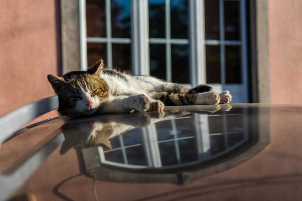 How To Keep Cats Off Your Car: The Most Effective Ways