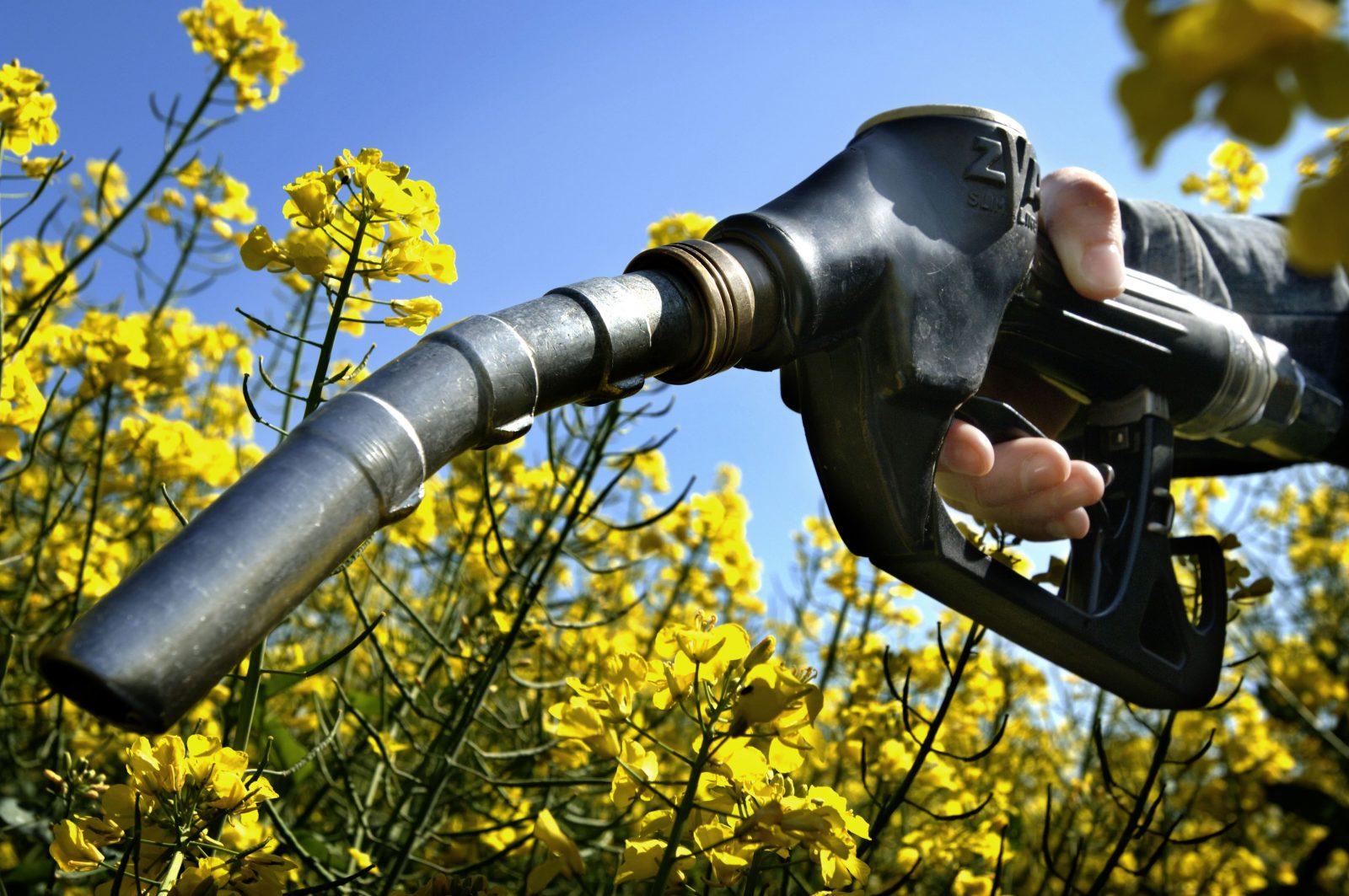 biodiesel rapeseed