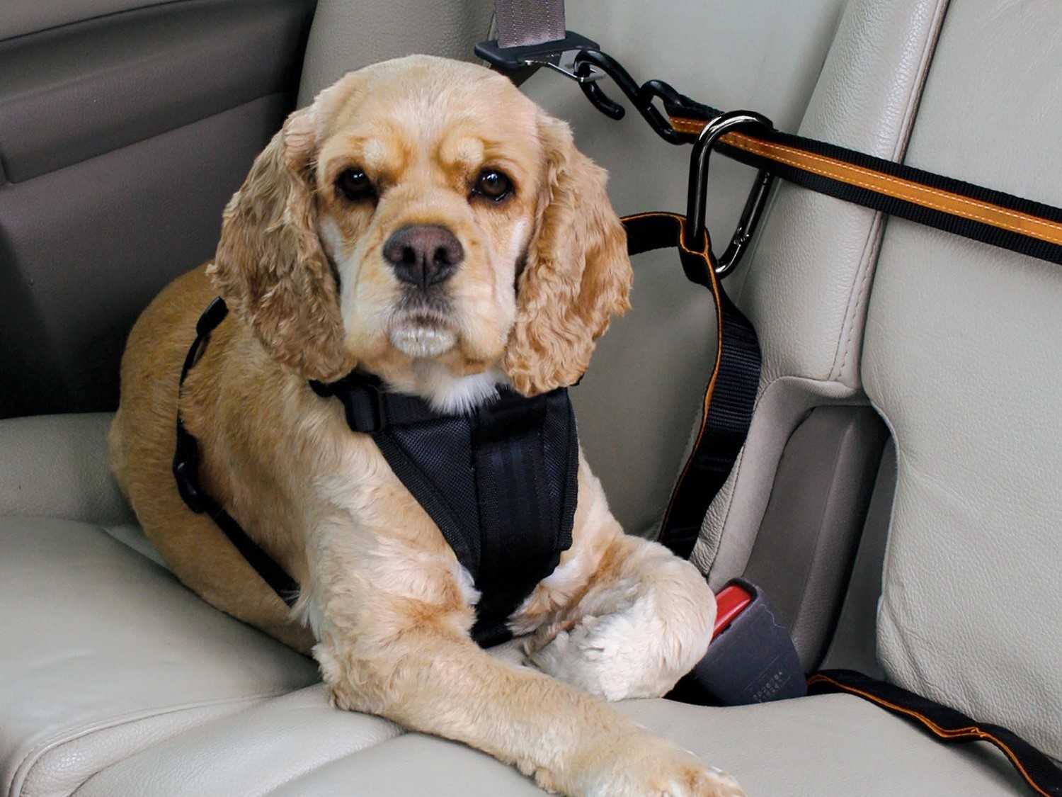 how can i secure my dog in the car