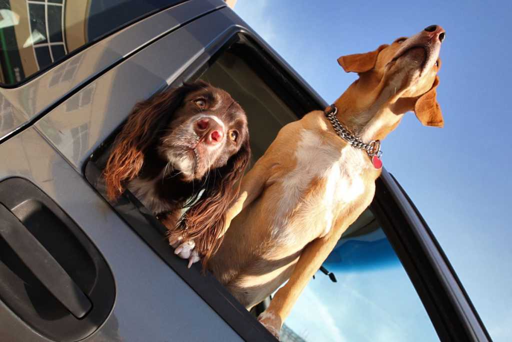 tips for traveling with pet in the car