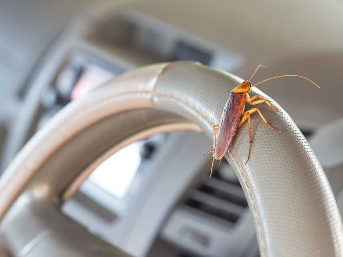 Roach Getting Into Someone's Car - Cars Info