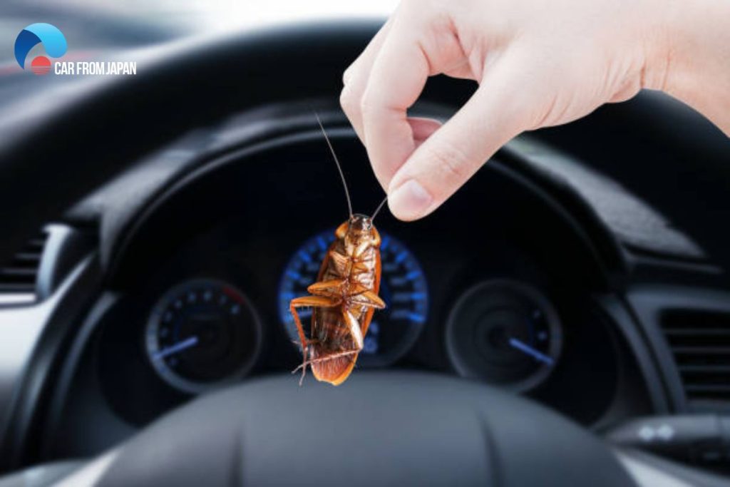 how do roaches get in your car