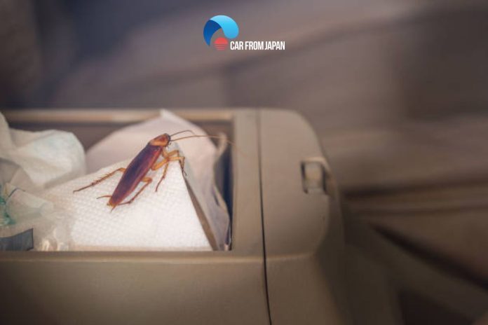 how to get roaches out of a car